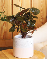 Syngonium brown plant